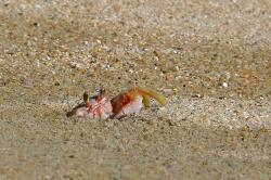 Ghost crab - these shy little guys pop out only if you sit still and wait patiently.